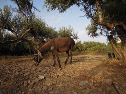 Donkey on Crete island