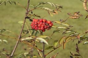 bunches of red berries on a tree close-up