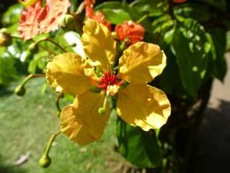 Flowers in Sri Lanka