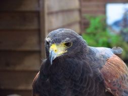 bird of prey near the wooden house