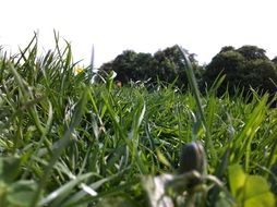 Landscape of the summer meadow at the sunlight