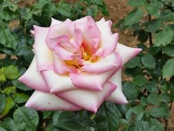 Rose garden in front of house