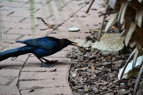 blue tropical bird on a paved walkway