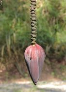 unusual bud of a plant