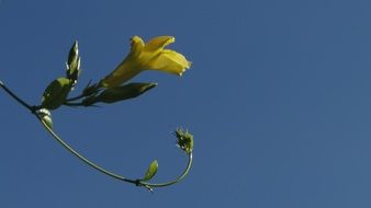 striking flower yellow nature