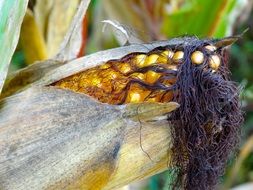 corn on the cob with dry hair