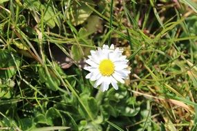 lonely white daisy among green grass