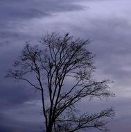 tree on a background of gloomy sky