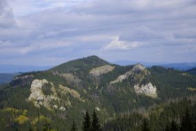 green landscape in the mountains with coniferous forests