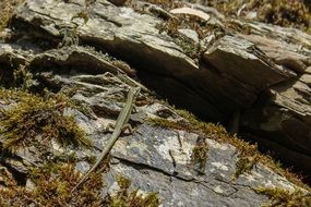 extraordinary beautiful lizard