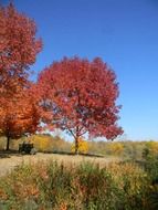 trees with fall foliage in the usa