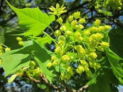 maple branch with green leaves