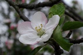 spring white blossom