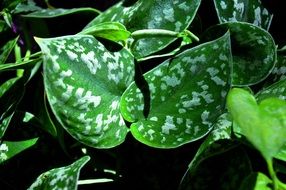 green spotted leaves
