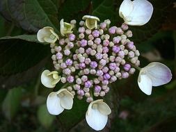 purple hydrangea