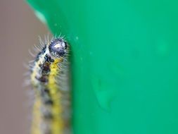 incredible beauty caterpillar