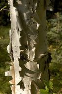 white birch bark on tree trunk