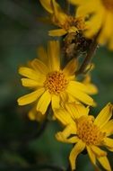 close-up view of yellow flower