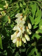 blossom of robinia pseudoacacia