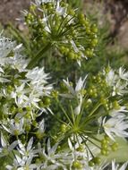 extraordinary beautiful white green flower