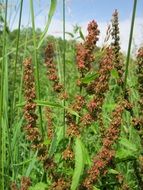 rumex obtusifolius plant