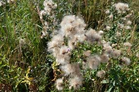 White thistle furry seeds plants