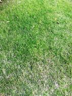 green grassland