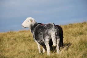 gray-white sheep in the meadow