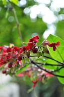 Wild red blossoms