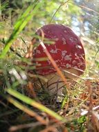 fly agaric mushroom in the forest grass