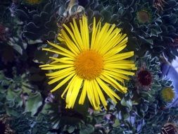 lone yellow flower