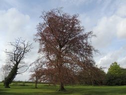 colorful tree in the park