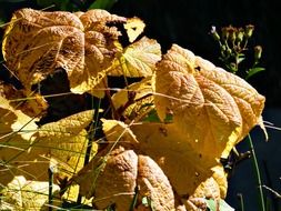 yellow autumn leaves of a garden bush in the bright sun close-up