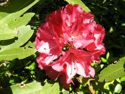 rhododendron beautiful flower