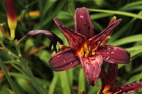 dark red lily in the garden