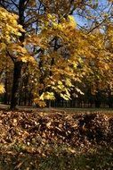 Autumn park on a sunny day