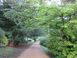 landscape of long alley in the park