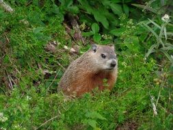 wonderful marmot