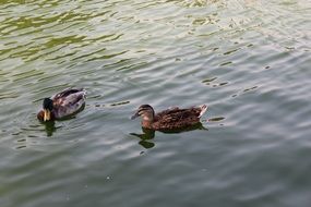 two ducks on the water of a lake