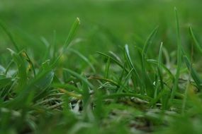 green grass in the meadow close up