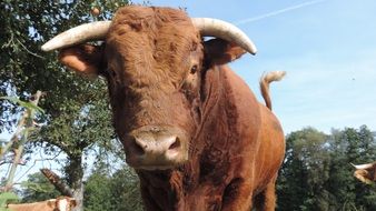 unusually beautiful beef