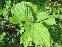 common dogwood plant leaves in the sun close-up