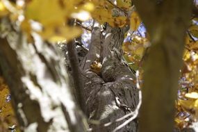 little squirrel on the tree