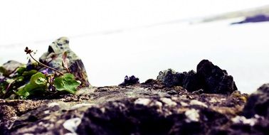 stones and green plant on the ground in Ireland