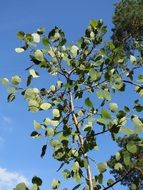 aspen against the blue sky