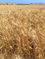 Yellow field with the wheat