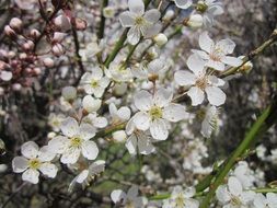 most beautiful shrub tree on a blurred background