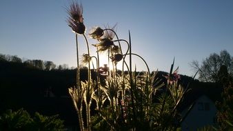 flowers and plants