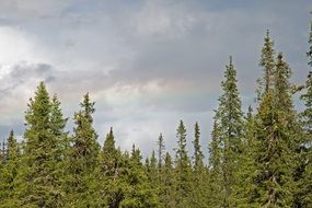 Clouds on the forest in summer