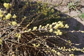 pussy willow in spring